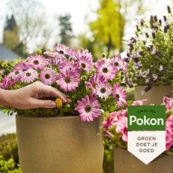 Pokon Voedingskegels Terras & Balkon Planten -Dreft Winkel 1054906 4