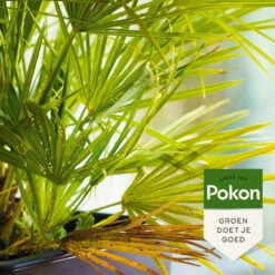 Pokon Tegen Hardnekkige Insecten Concentraat u0027Polysectu0027 Biologisch -Dreft Winkel 1054924 4
