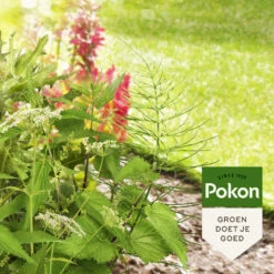 Pokon Tegen Hardnekkig Onkruid Concentraat u0027Weedexu0027 -Dreft Winkel 1074579 3